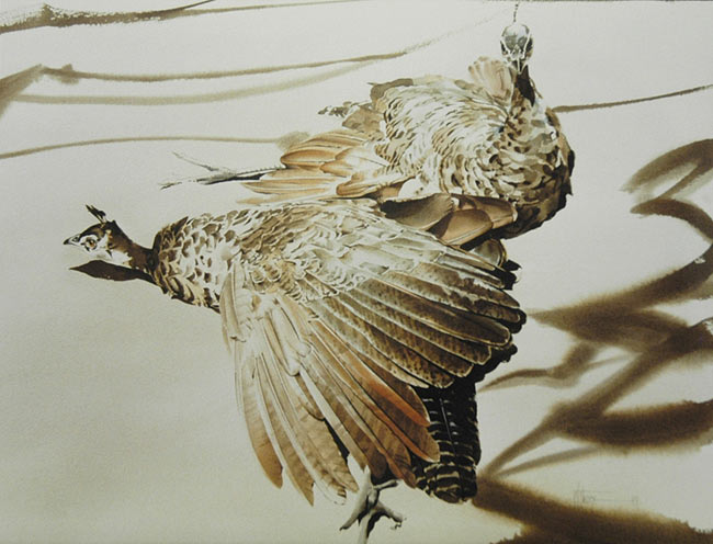 Peahens sunning - Watercolour.